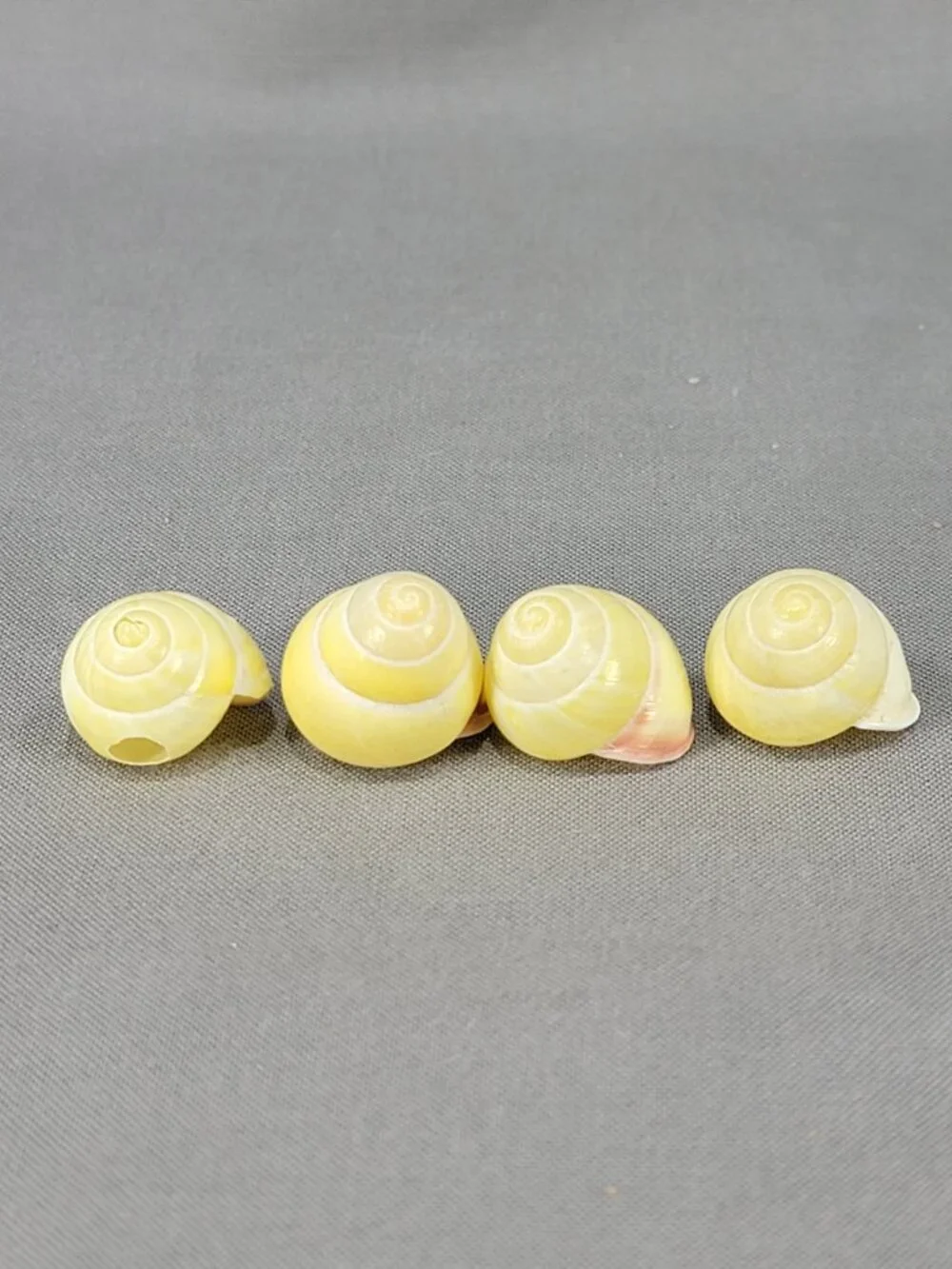 Yellow Banded Land Snail Shells Lot of 4 Decor Crafts